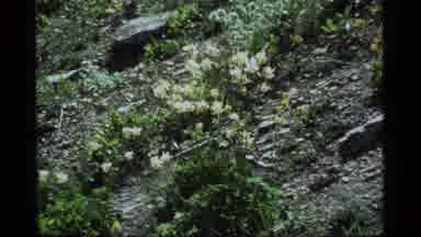 Sapphire Lake Montana USA (1977): Video Of Plants And Flowers On A Rocky Mountain