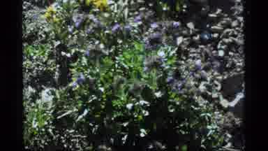 Sapphire Lake Montana USA (1977): A Study Of Wild Plants And Flowers Growing In