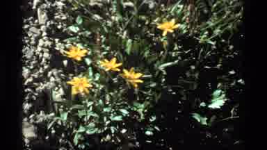 Sapphire Lake Montana USA (1977): Flower Yellow Purple Blue Wind Green Rocks