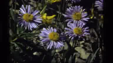 Sapphire Lake Montana USA (1977): Wind Free Flowing Vibrant Colors Sea Of Green
