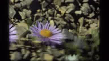 Sapphire Lake Montana USA (1977): Pretty Butterflies Flying On Beautiful Purple