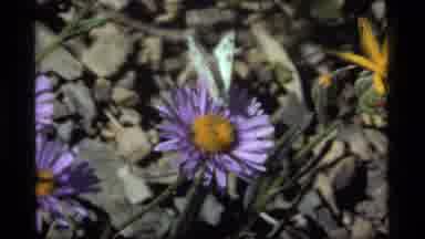 Sapphire Lake Montana USA (1977): Shot Of Purple Flower Center Frame Second Shot