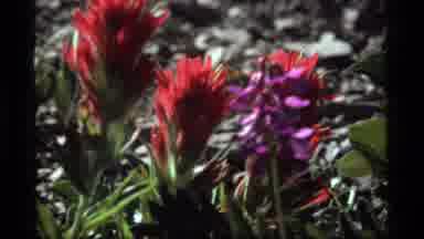 Sapphire Lake Montana USA (1977): Red And Purple Flowers Green Leaves Field White