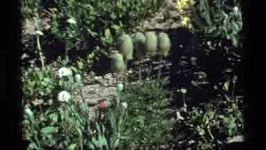 Sapphire Lake Montana USA (1977): Five Plants With Green Pods Planted In A Garden