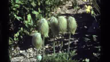 Sapphire Lake Montana USA (1977): Closeups Of See Trees And White Flowers On A