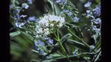 Sapphire Lake Montana USA (1977): Close-Up Of Flowers Gently Blowing In The Wind