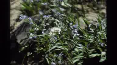 Sapphire Lake Montana USA (1977): The Flowers That Come Alive