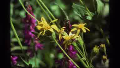 Sapphire Lake Montana USA (1977): Close Up Of Several Beautiful Purple And Yellow