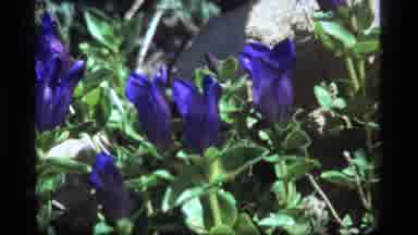Sapphire Lake Montana USA (1977): Blue Wild Flowers On Hill With Mountain In The