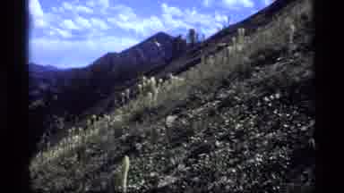 SAPPHIRE LAKE MONTANA USA-1977: Zooming Into A Deserted Location Of Unique Wildflowers