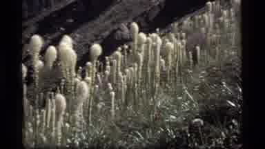 Sapphire Lake Montana USA (1977): Flora And Foliage In Nature On A Breezy Sunny