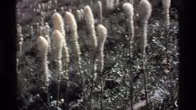 Sapphire Lake Montana USA (1977): Strange Looking Plants And Flowers Dance In The
