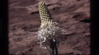 Sapphire Lake Montana USA (1977): Exotic Plant With Small Balls At The Top And