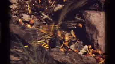 Sapphire Lake Montana USA (1977): Quick Shot Of Frog Jumping Second Shot Of Frog
