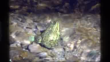 Sapphire Lake Montana USA (1977): Happy Frog Sits In The Crystal Clear Water That
