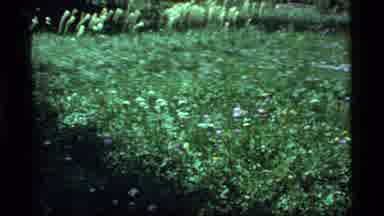 SAPPHIRE LAKE MONTANA USA-1977: Beautiful Green Vegetation