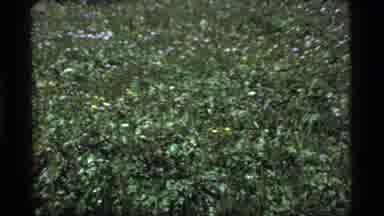 Sapphire Lake Montana USA (1977): A View Of Pretty Flowers And Plants That Grow In