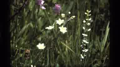 Sapphire Lake Montana USA (1977): Purple And White Wild Flowers In The Sun Amongst