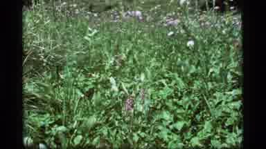 Sapphire Lake Montana USA (1977): Vintage Zoom In Shot Of Beautiful Purple Flowers