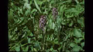 Sapphire Lake Montana USA (1977): Small Grouping Of A Tight Flower Bunch In A