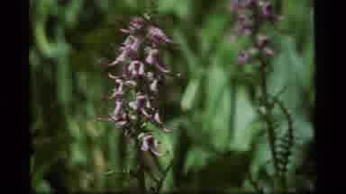 Sapphire Lake Montana USA (1977): Closeup Of Beautiful Lavender Plants And Petals