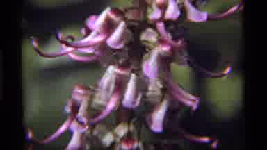 Sapphire Lake Montana USA (1977): A View Of Pretty Flowers In The Forest