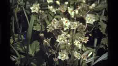 Sapphire Lake Montana USA (1977): Blooming White Flower Patch