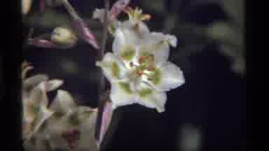 Sapphire Lake Montana USA (1977): Solitary White Wildflower Shot At Various Angles
