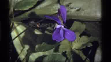 Sapphire Lake Montana USA (1977): The Color Full Flowers In The Plant This Is Very