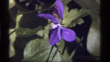 Sapphire Lake Montana USA (1977): Beautiful Violet Flower Moved By The Wind Then
