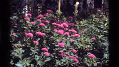 Sapphire Lake Montana USA (1977): A View Of Beautiful Colorful Flowers Growing In