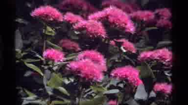 Sapphire Lake Montana USA (1977): Frog Laying Wood Grassy Area Pink Flower Blooms