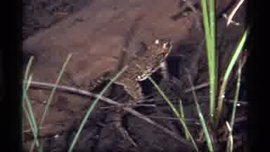 Sapphire Lake Montana USA (1977): Video Zooming In To A Frog Floating In Shallow