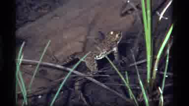 Sapphire Lake Montana USA (1977): Cool Frog Blends In Among The Rocks And Greenery