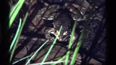 Sapphire Lake Montana USA (1977): In The Middle Of The Woods Next To A Stream A