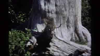 Sapphire Lake Montana USA (1977): A View Of High Mountain Peak With Broken Rock