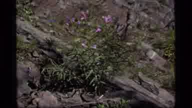 Sapphire Lake Montana USA (1977): A Large Possible Redwood Tree In A Mountainous