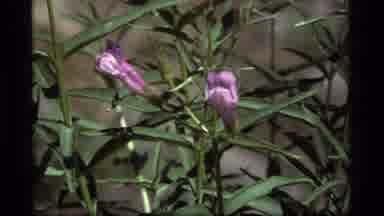 Sapphire Lake Montana USA (1977): Blooming Purple Flowers On A Bright Sunny Day