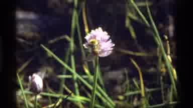 Sapphire Lake Montana USA (1977): Bumble Bee On Pale Purple Flower On A Bright