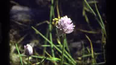 Sapphire Lake Montana USA (1977): Bee Traveling On Purple Spiky Flower And Fly On