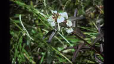 Sapphire Lake Montana USA (1977): Flower Wasp Exploring The Pedals Of A White