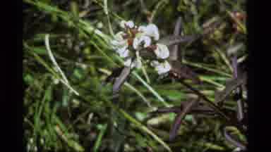 Sapphire Lake Montana USA (1977): Close Up View Of Yellow And White Flowers