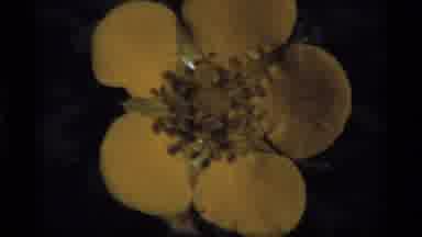Sapphire Lake Montana USA (1977): Five Petals On A Flower In A Green Forest
