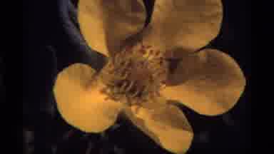 Sapphire Lake Montana USA (1977): A Beautiful Yellow Unique Flower Growing In The