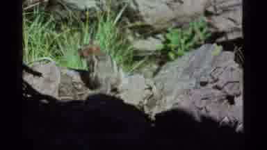 Sapphire Lake Montana USA (1977): Outdoor Fleeing Wildlife