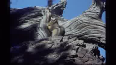 Sapphire Lake Montana USA (1977): Squirrel Doing Some Munching And Climbing To The
