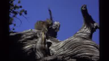 Sapphire Lake Montana USA (1977): Squirrel On Log