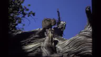 Sapphire Lake Montana USA (1977): Chipmunk Cleaning Itself On A Gnarled Branch And