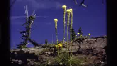 Sapphire Lake Montana USA (1977): A View Of Pretty And Unique Flowers Growing In