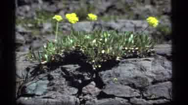 Sapphire Lake Montana USA (1977): Yellow Flowers Blooming From A Rock And Swaying